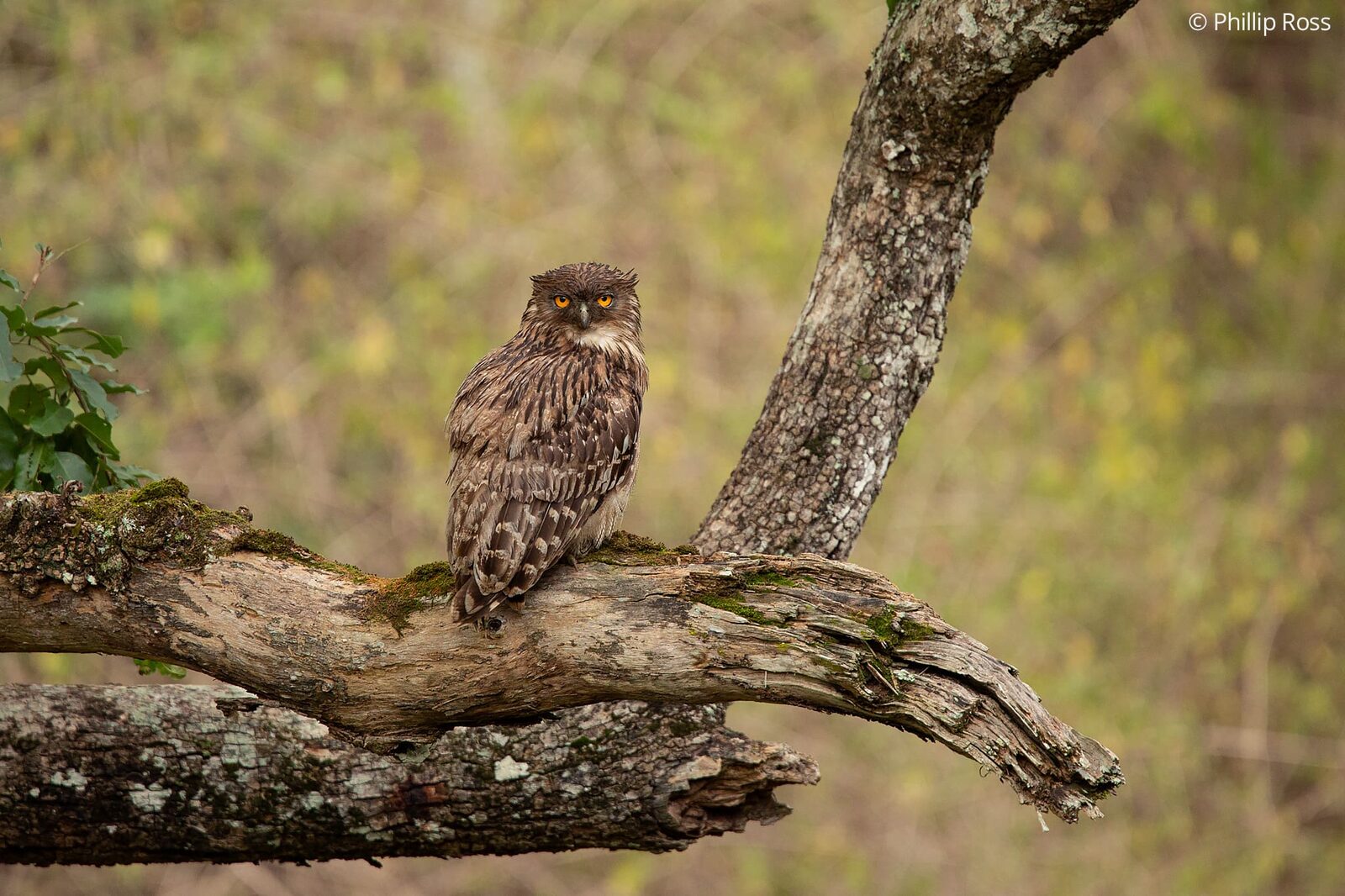 A brown fish owl (Ketupa zeylonensis) on a mossy bough