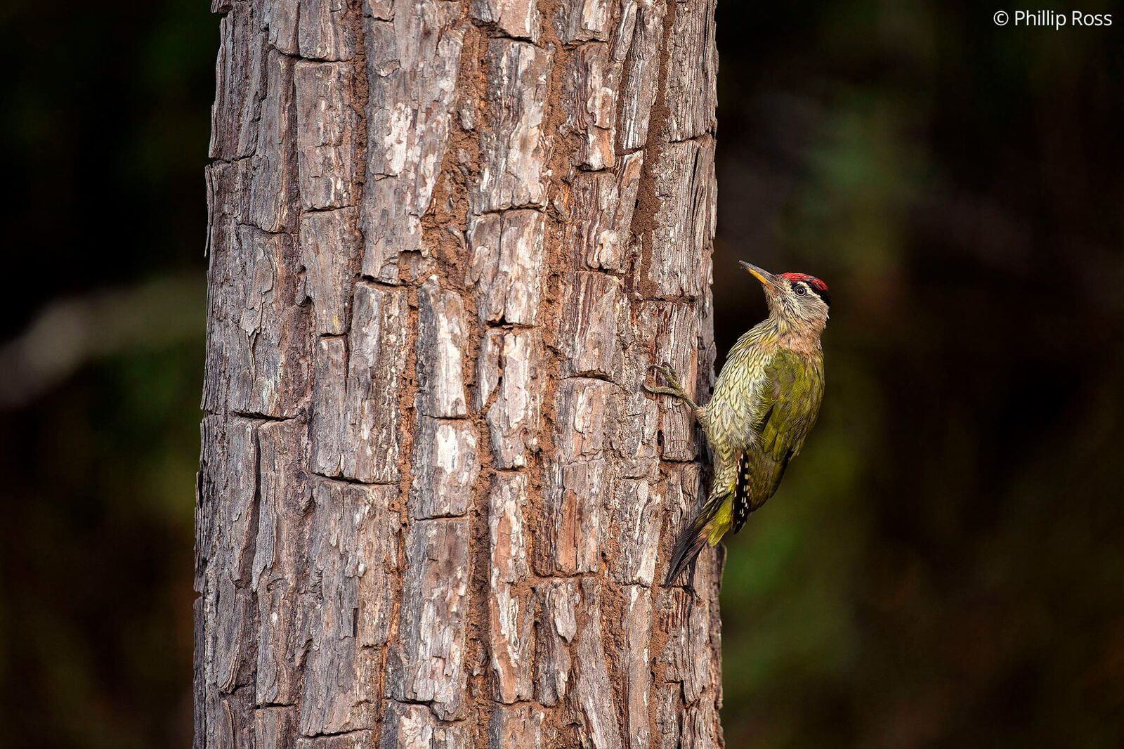 A streak-throated woodpecker (Picus xanthopygaeus) on a tree trunk