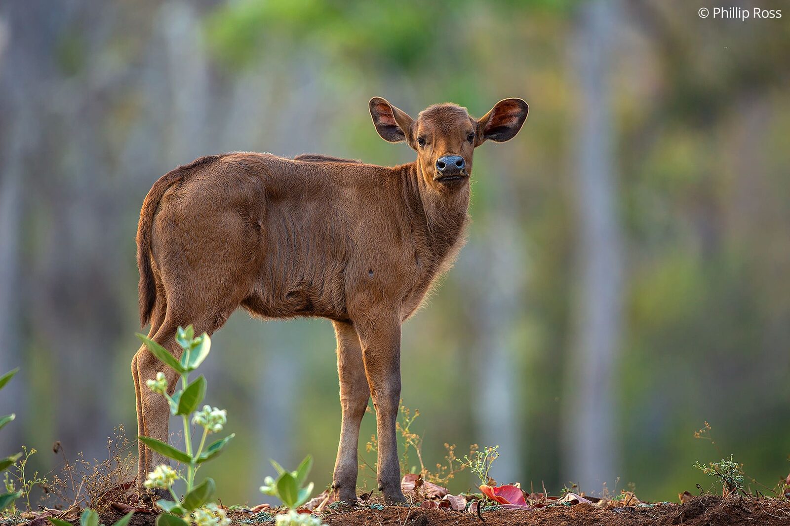 A young gaur (Bos gaurus) among the wildflowers