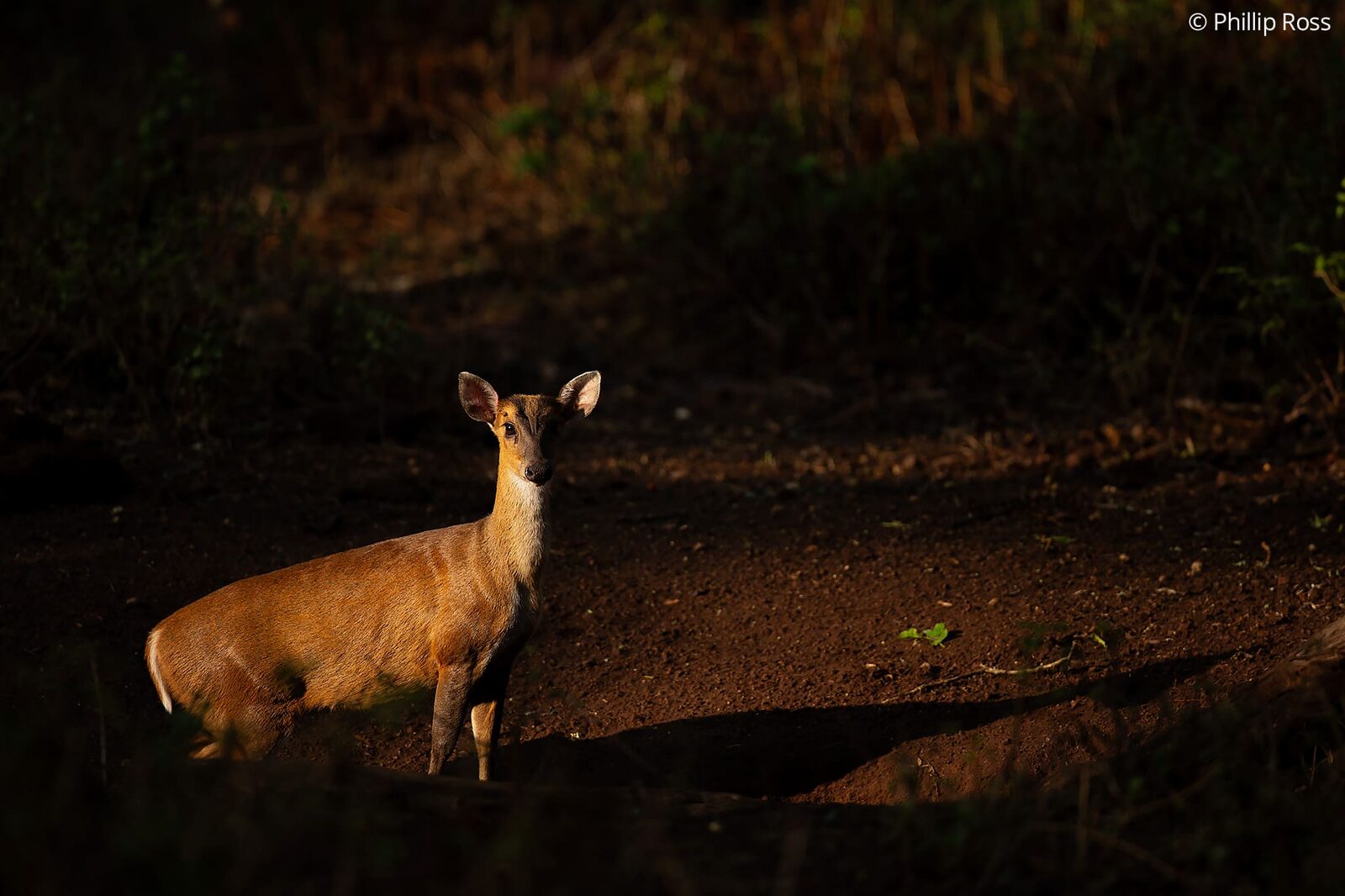 A barking deer (Muntiacus muntjak) in the evening light