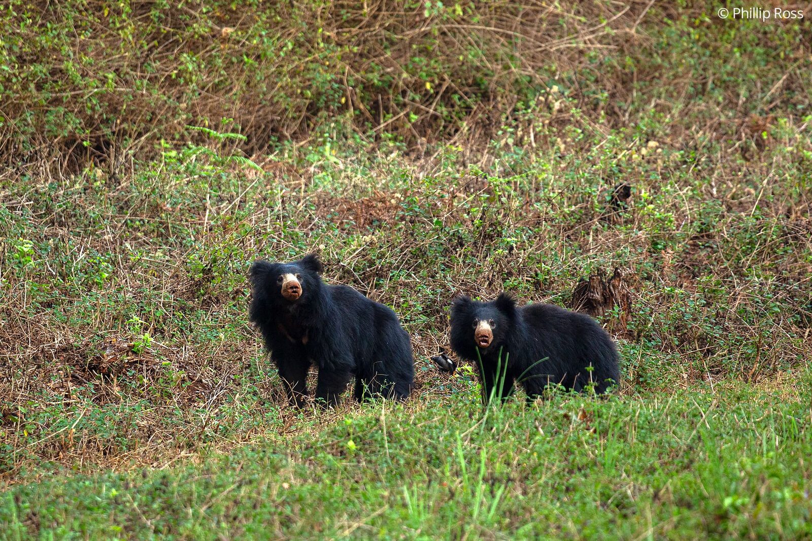 Two sloth bears (Melursus ursinus) in BRT Tiger Reserve