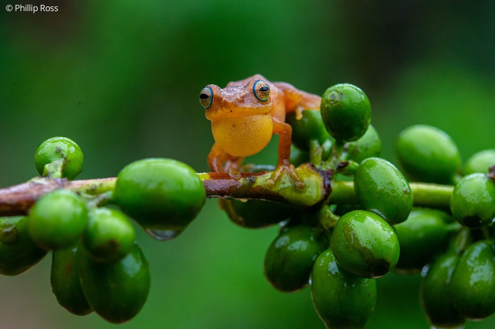 One of the tour&rsquo;s highlight species, the remarkable Coorg yellow bush frog (Raorchestes luteolus)