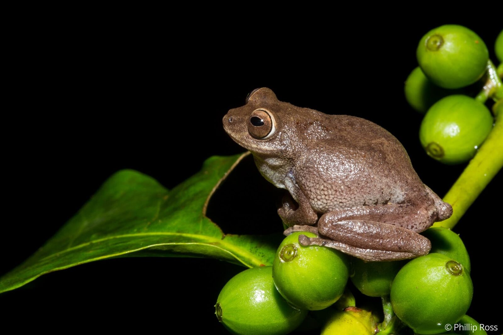 A Large Ponmudi bush frog (Raorchestes ponmudi) sitting on a coffee bean