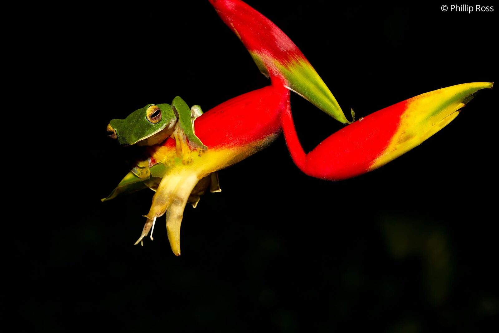 A Malabar gliding frog (Rhacophorus malabaricus) resting on a beautiful perch