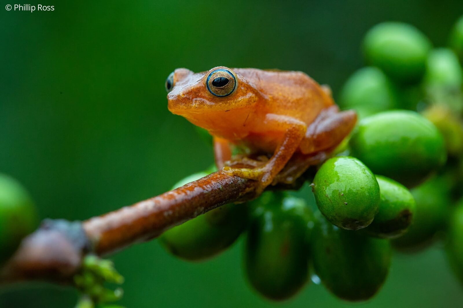 A Coorg yellow bush frog (Raorchestes luteolus)