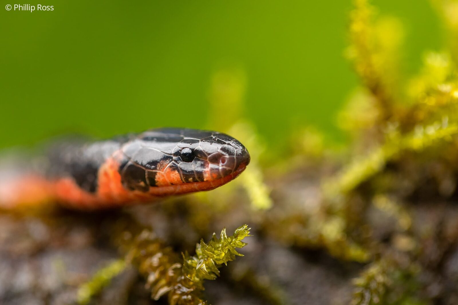 A striped coral snake (Calliophis nigrescens) among the moss