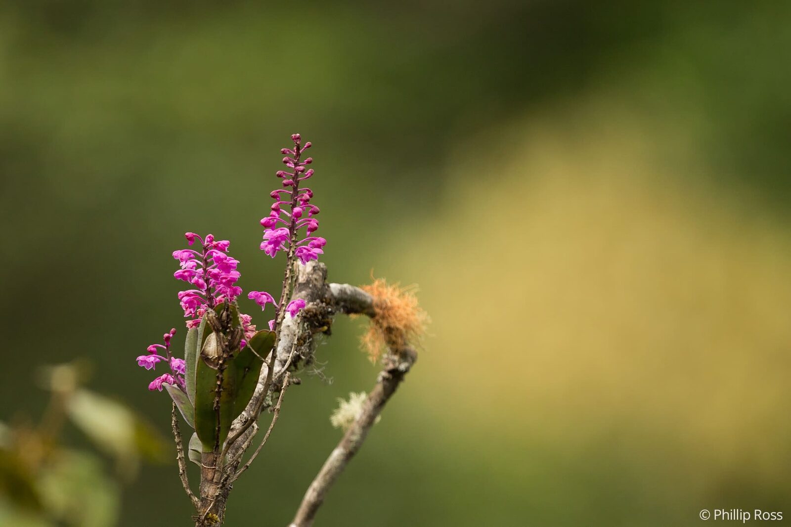 Wild orchids in Coorg on our Macro Photography Camp
