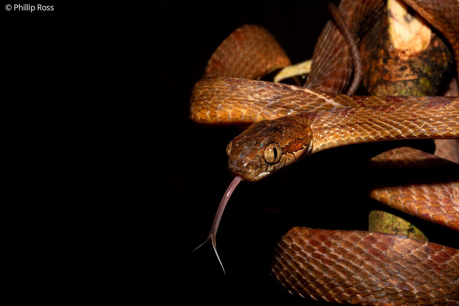 A collared cat snake (Boiga nuchalis) at night