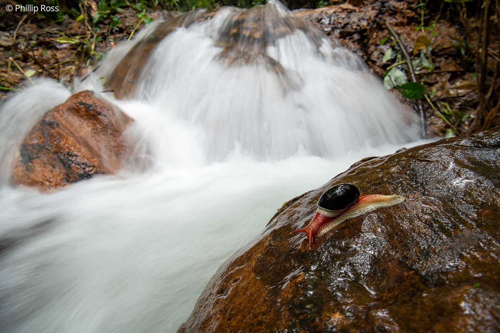 A Western Ghats giant snail (Indrella ampulla) beside a forest stream