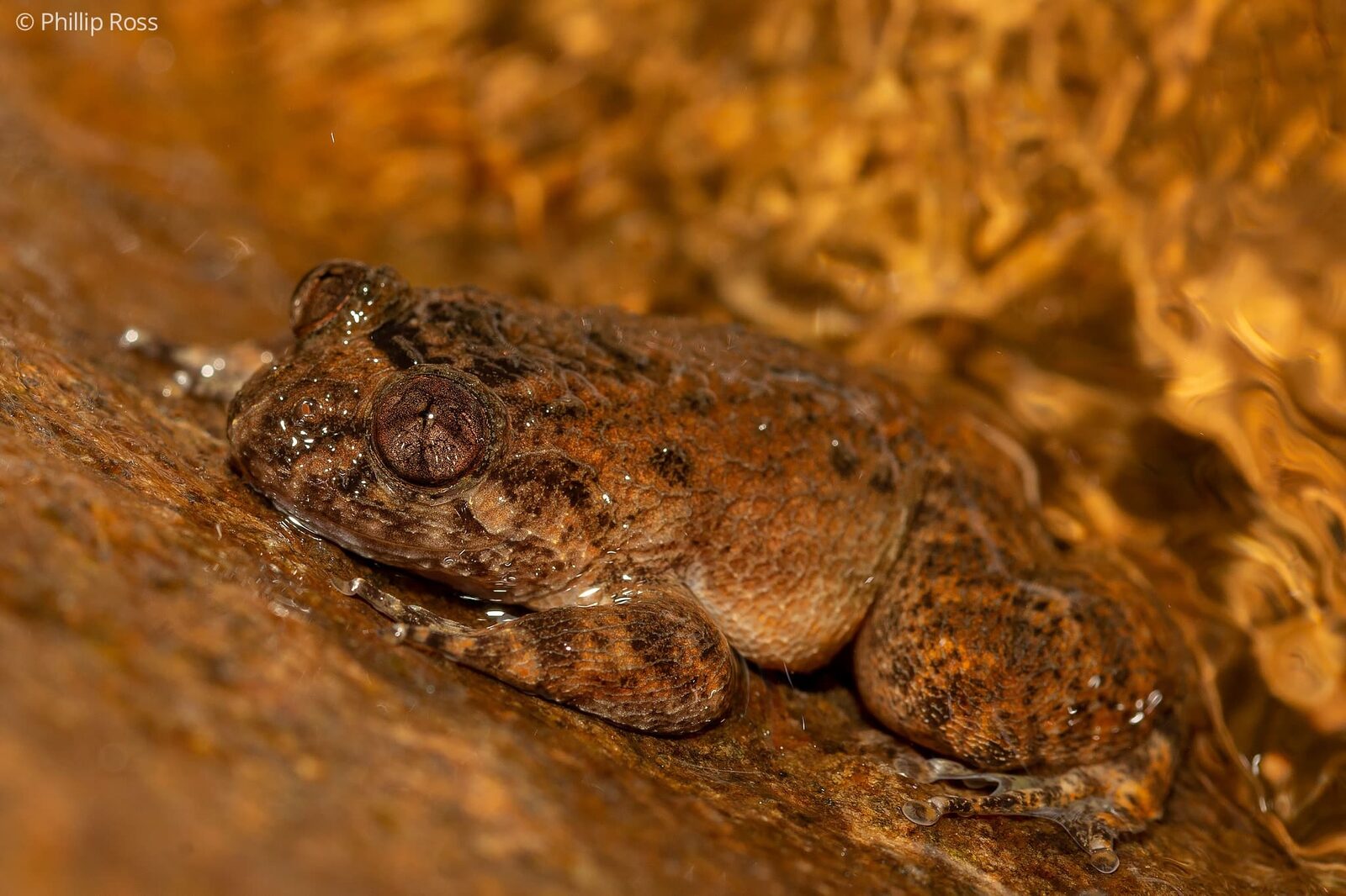 A Coorg night frog (Nyctibatrachus sanctipalustris) beside a stream