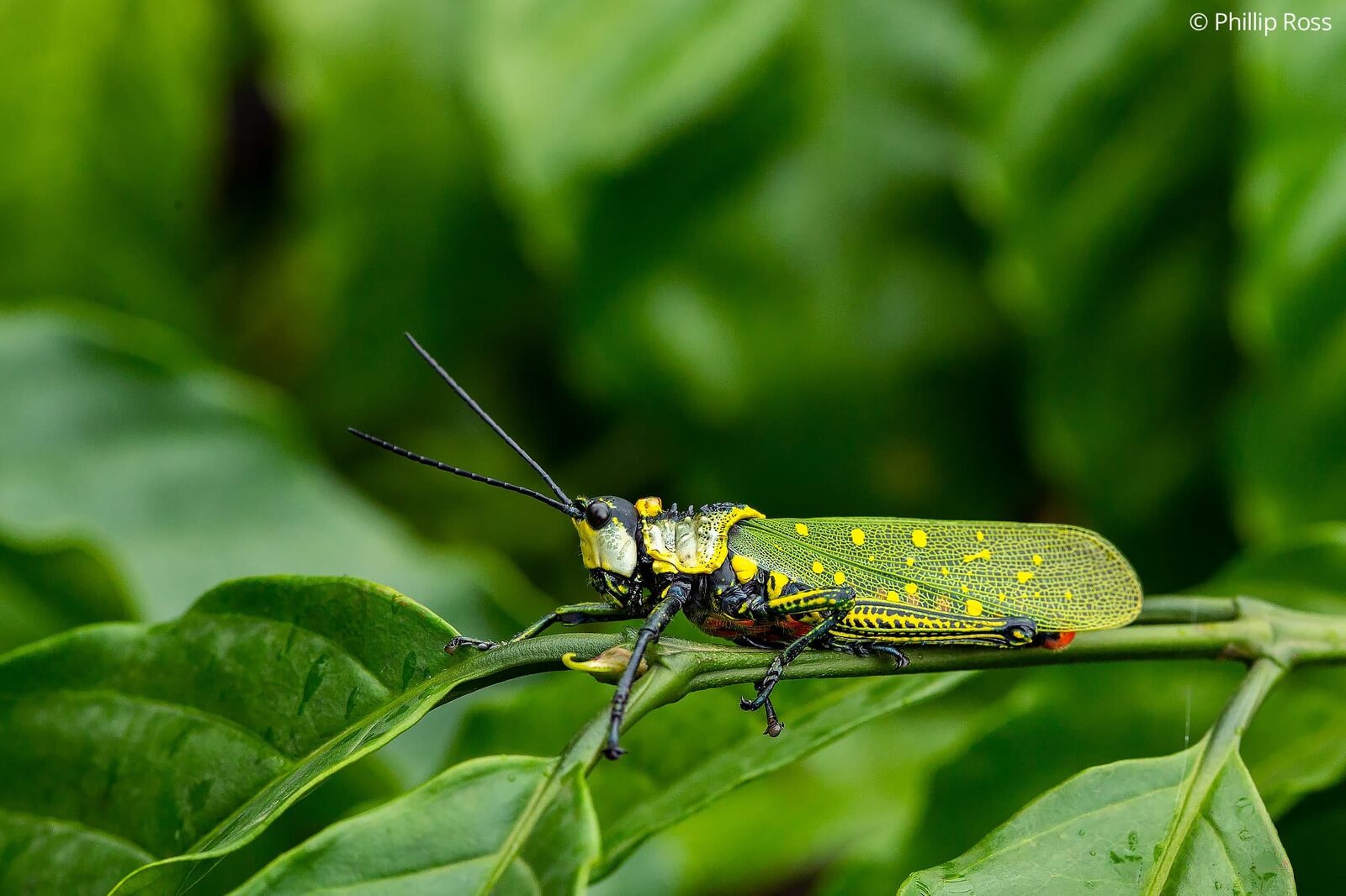 A coffee locust (Aularches miliaris) sitting on a coffee bush