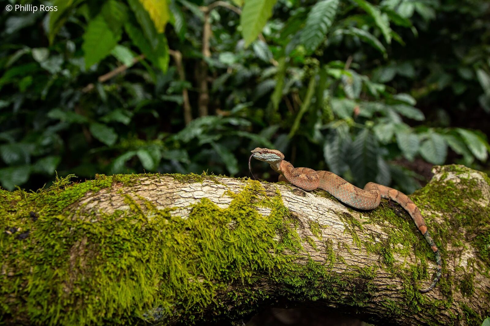 A Malabar pit viper (Craspedocephalus malabaricus) on a mossy log