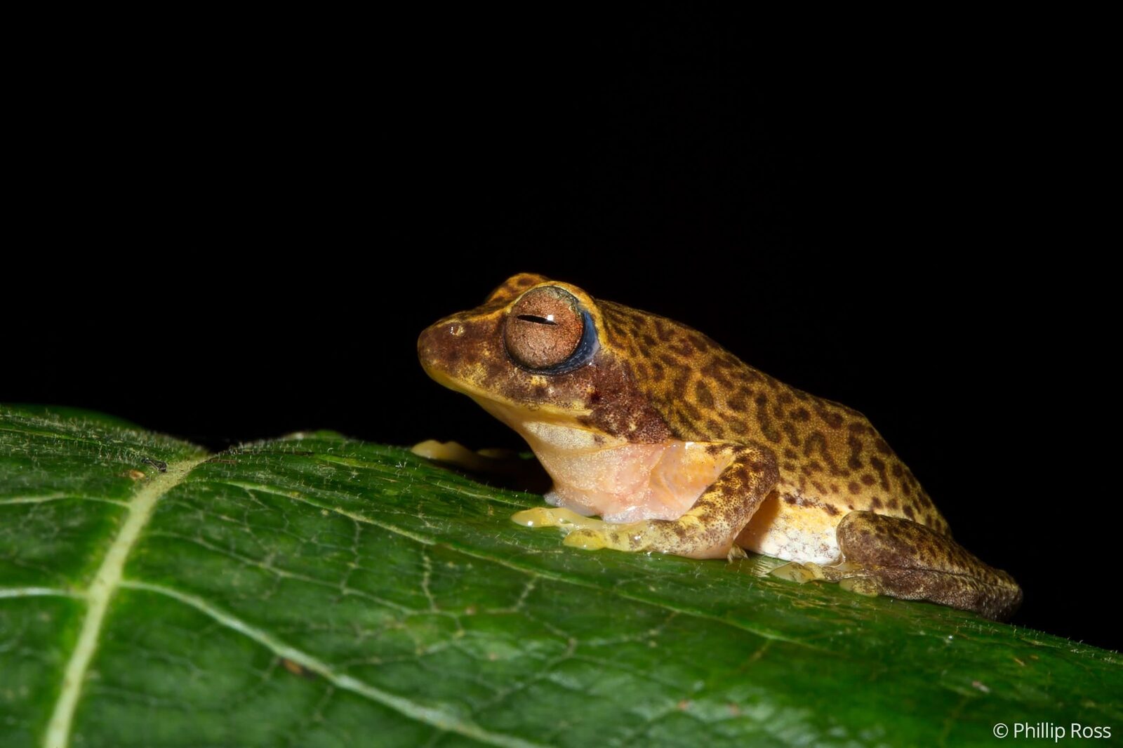 A striking juvenile glandular bush frog (Raorchestes glandulosus)