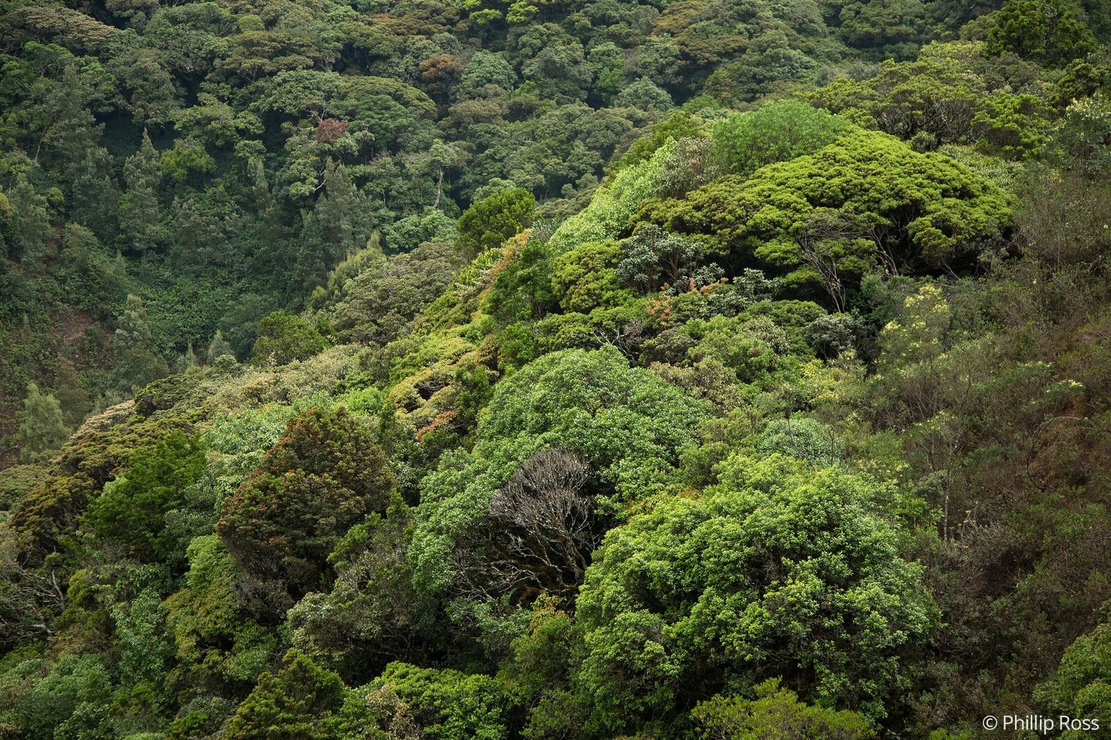 The beautiful rainforest canopy of Coorg