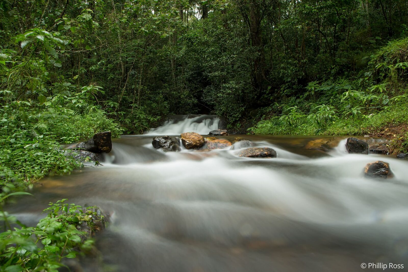 A forest stream photographed with a slow shutter speed, creating a soft, milky effect