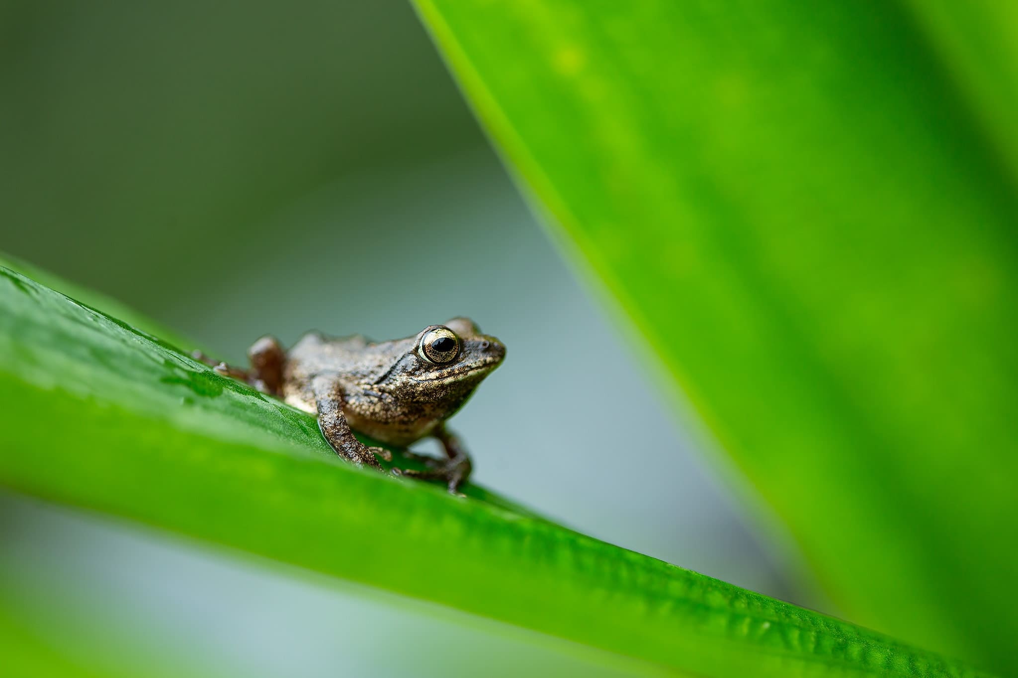 A Seshachar&rsquo;s bush frog (Raorchestes charius) sitting on a leaf in Honey Valley, Coorg