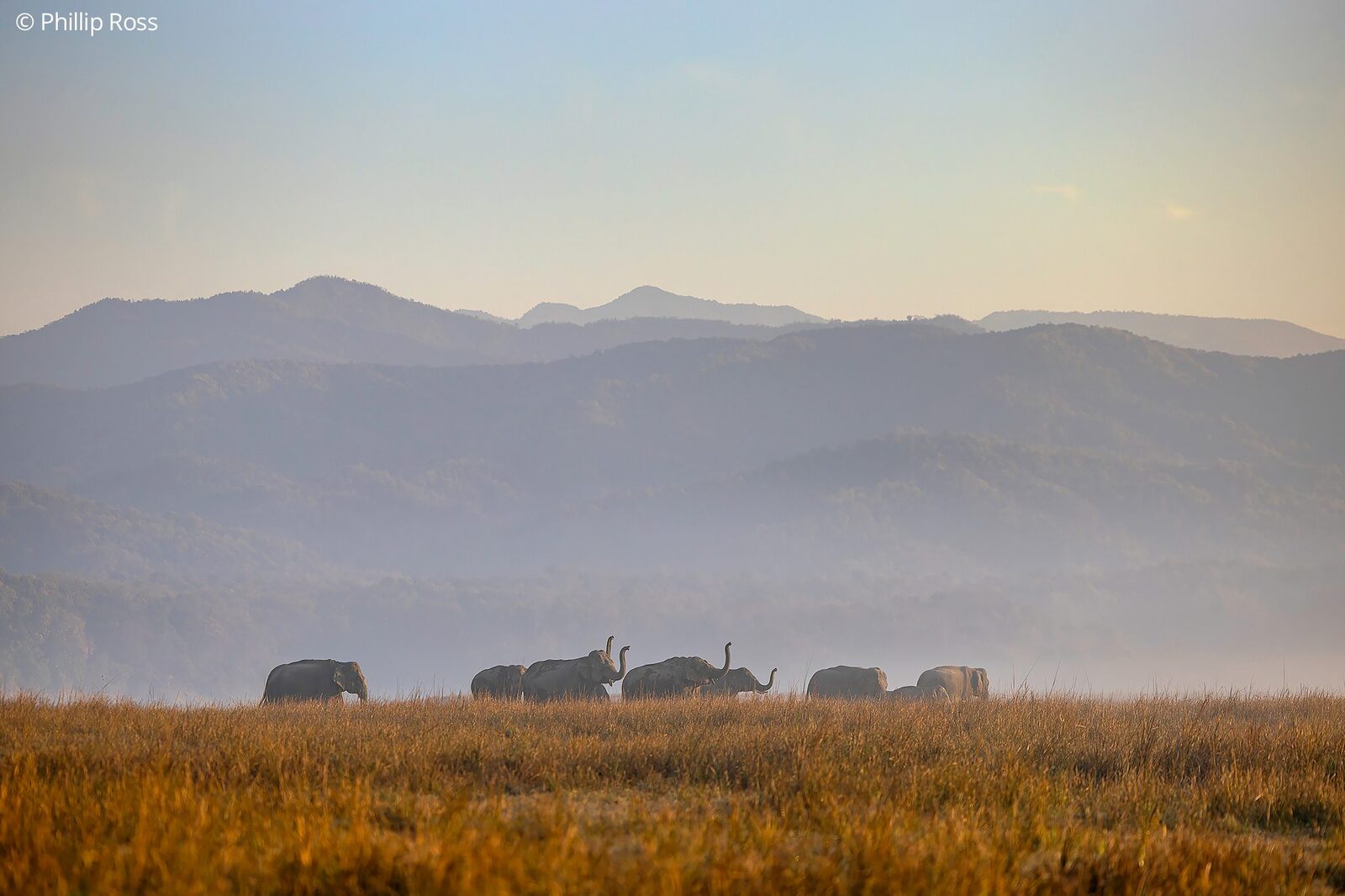 Elephants (Elephas maximus) on the grasslands below the hills