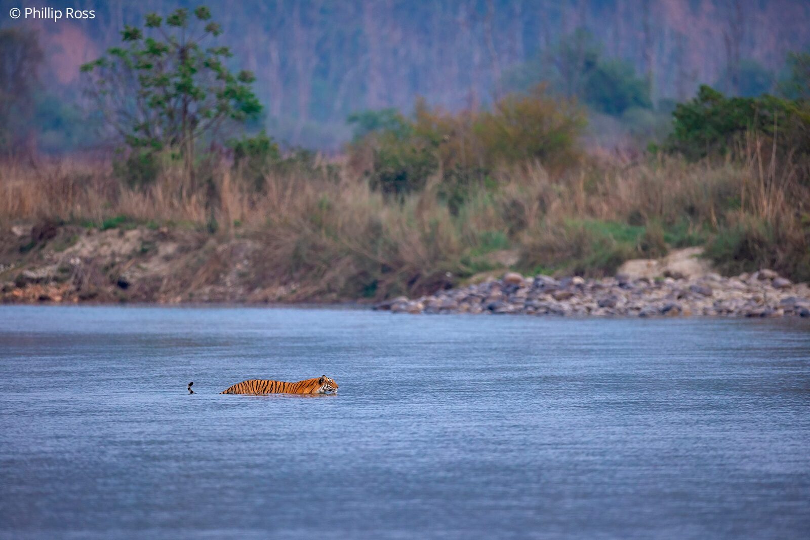 A tiger (Panthera tigris) swimming across the Ramganga River