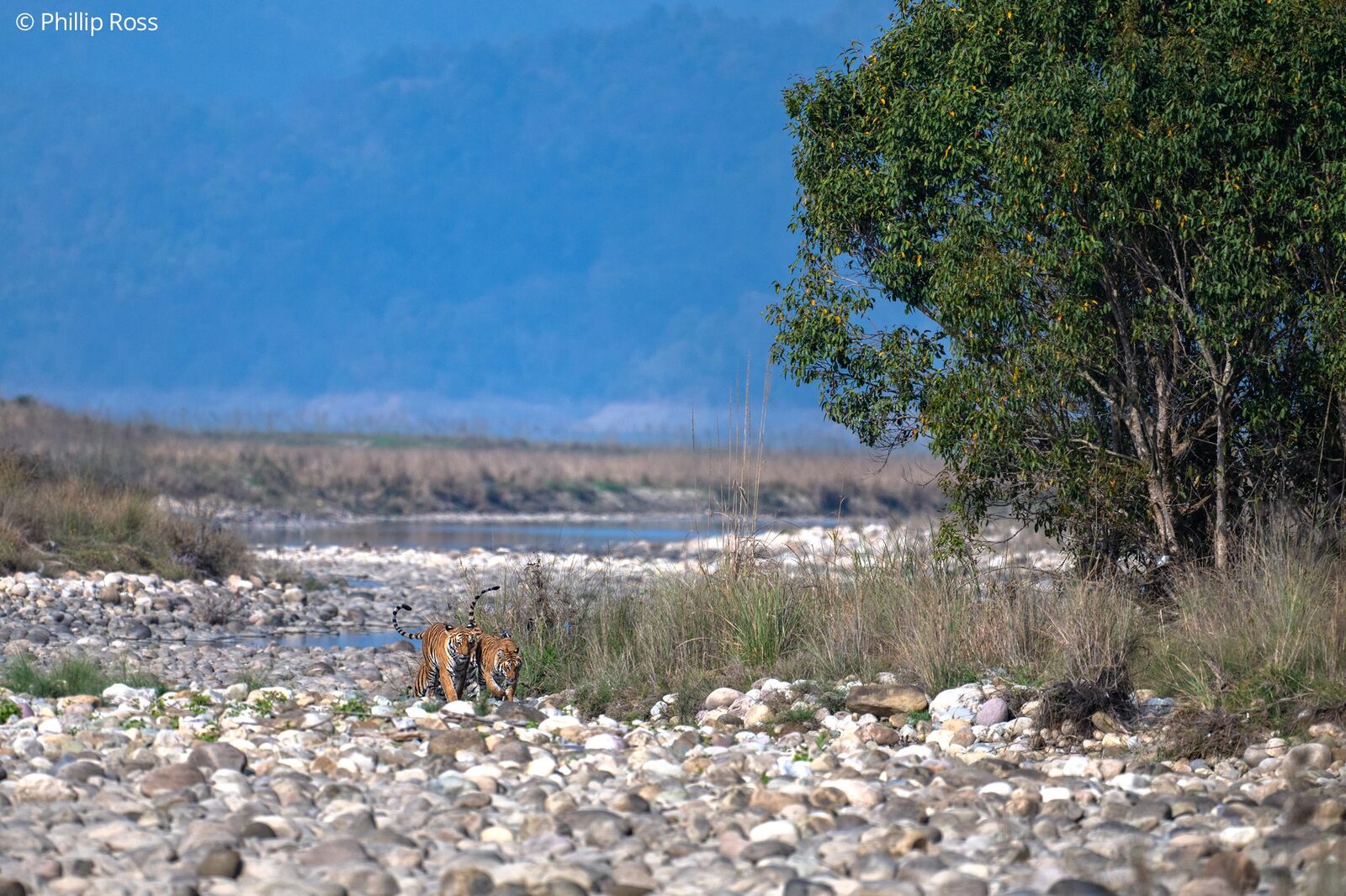 A tiger (Panthera tigris) walking along the riverbed