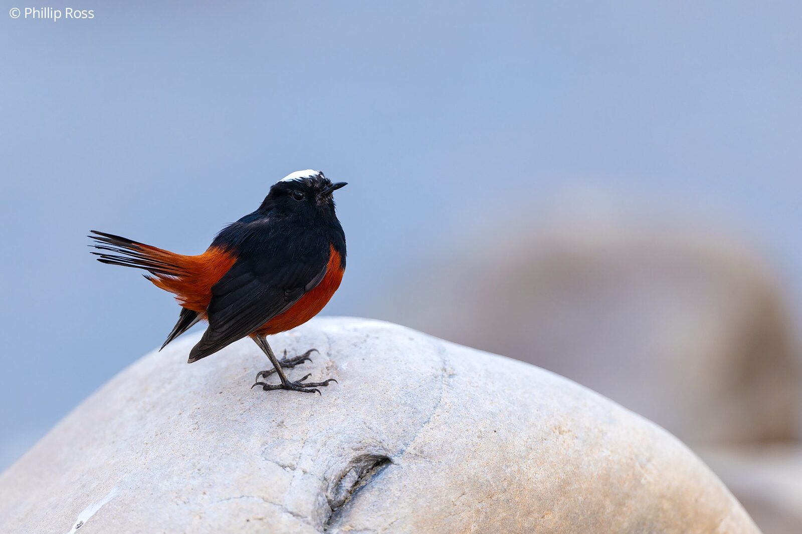 A White-capped Redstart (Phoenicurus leucocephalus) on a river boulder