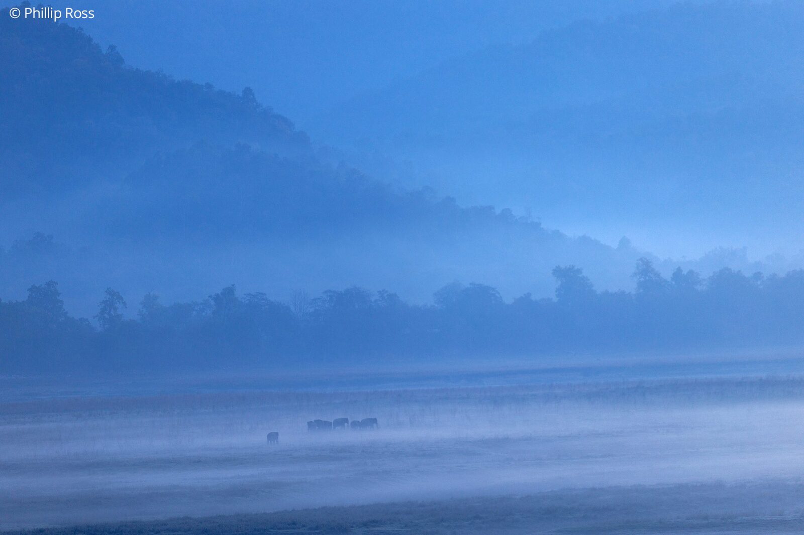 Elephants (Elephas maximus) in beautiful morning mist on the grassland
