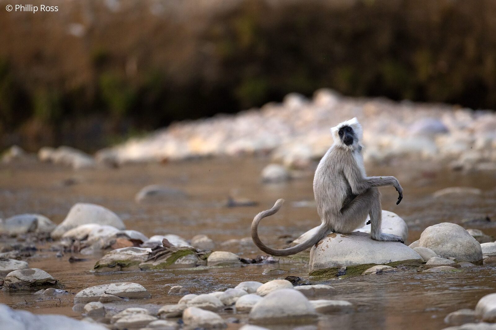 A langur on the river stones