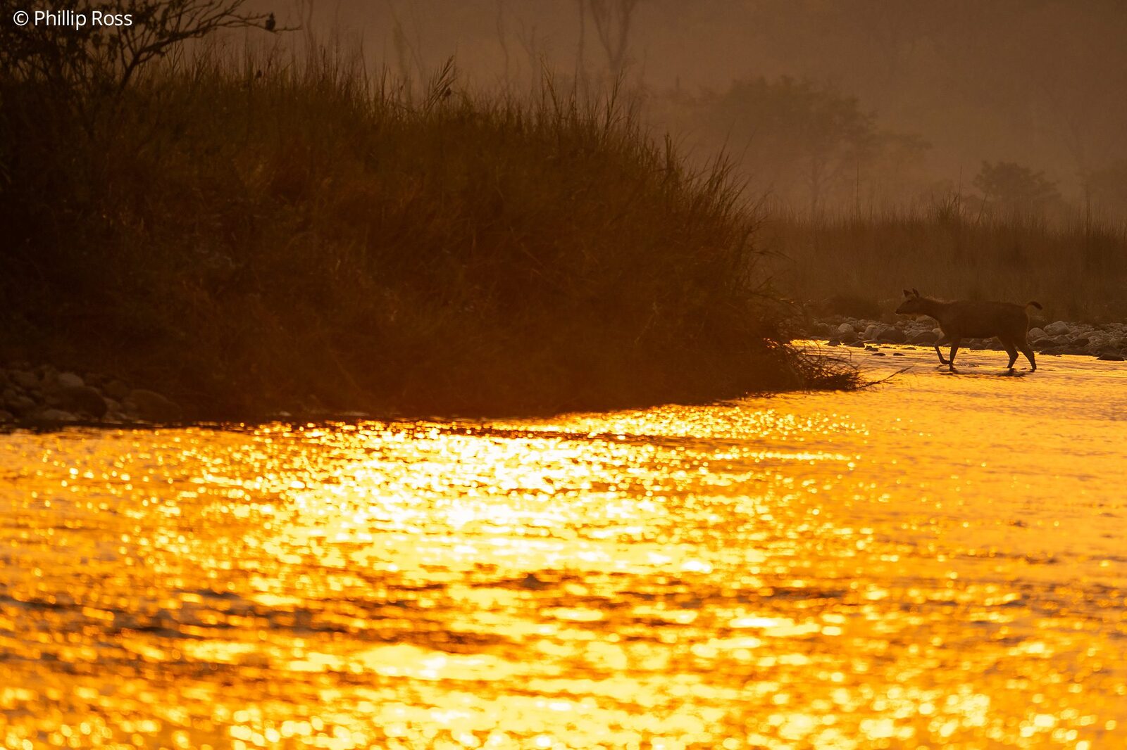 A sambar (Rusa unicolor) crossing the river at sunset
