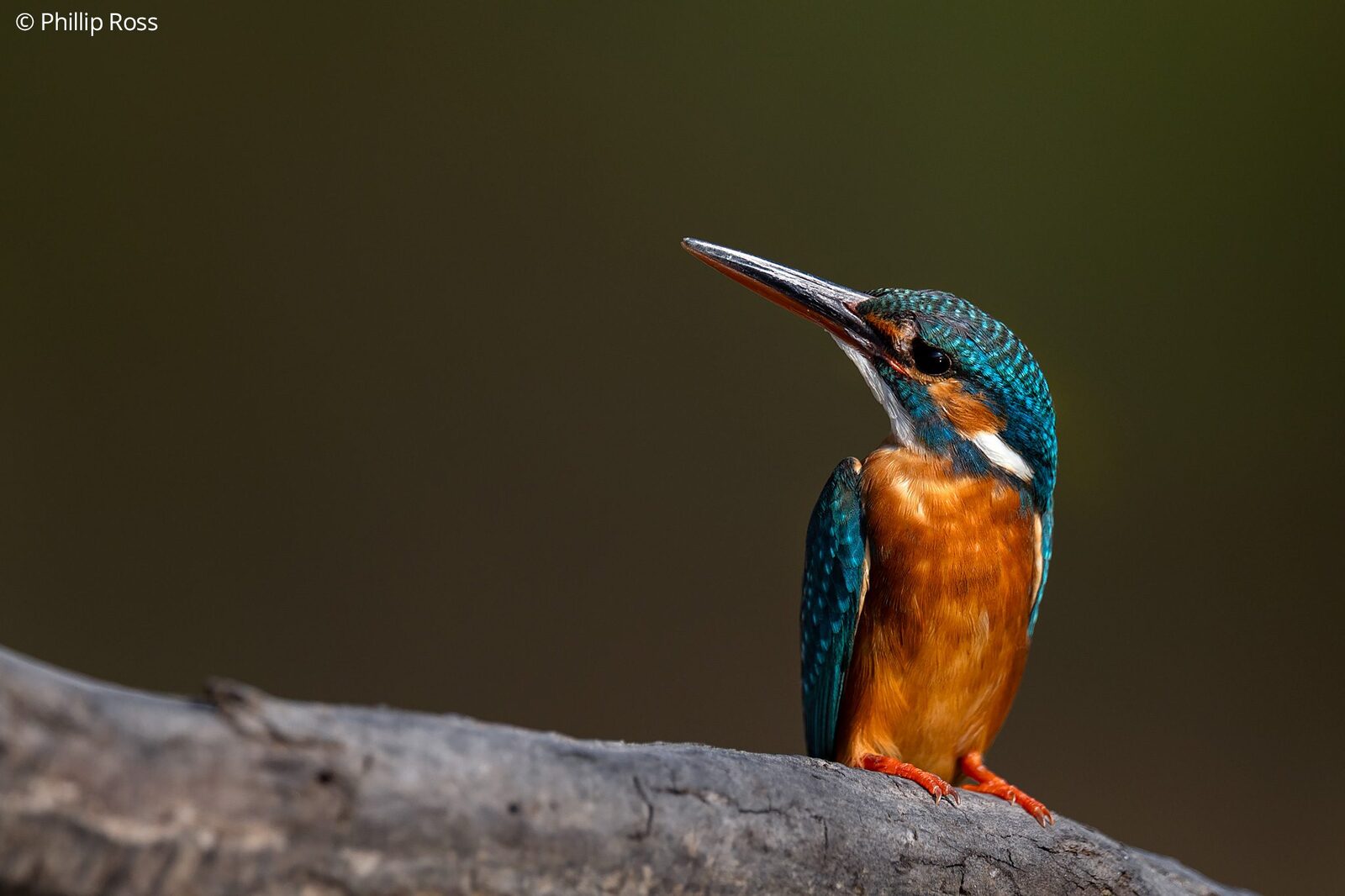 A Common Kingfisher (Alcedo atthis) on a log