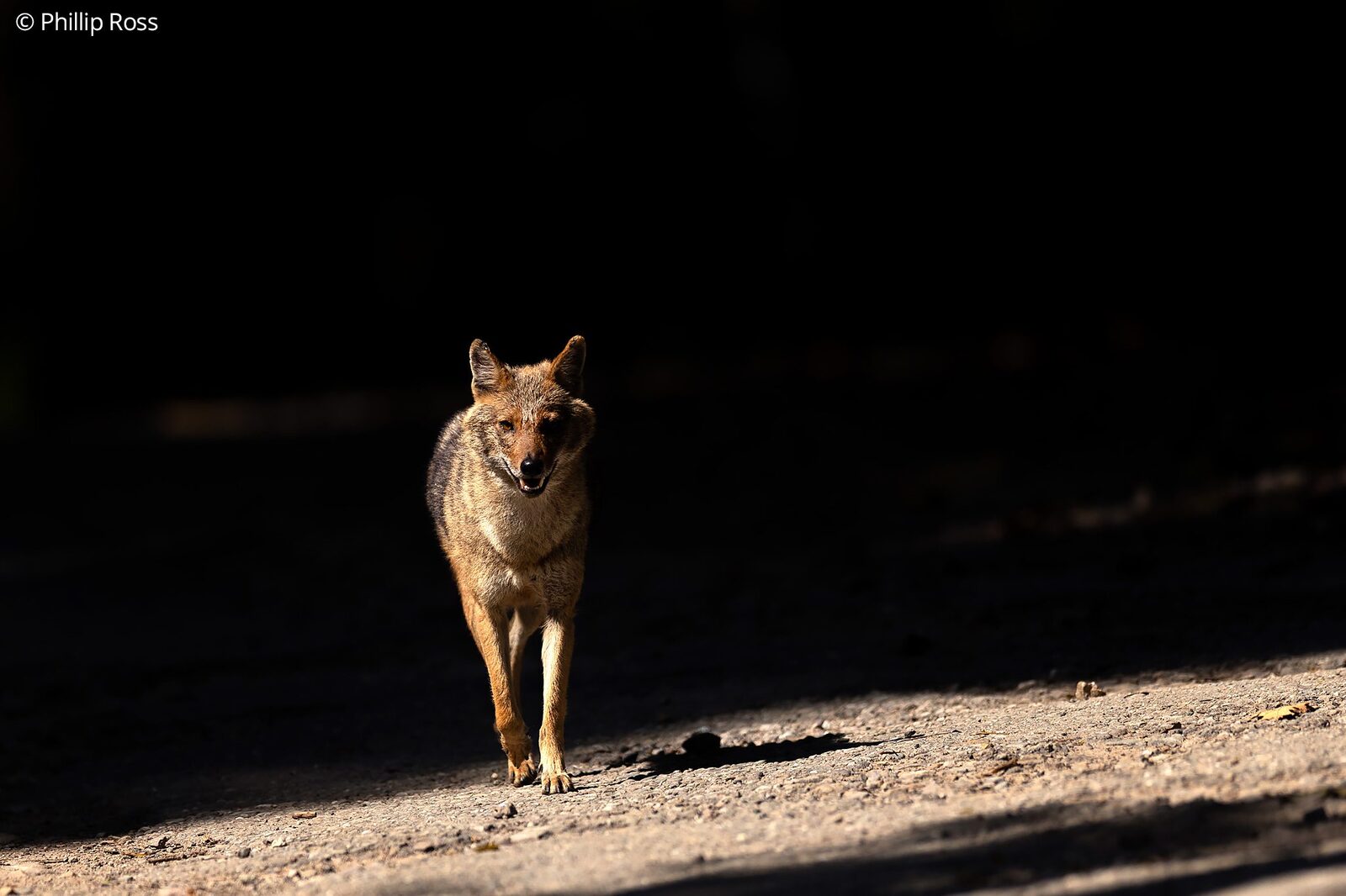A jackal (Canis aureus) in the evening light