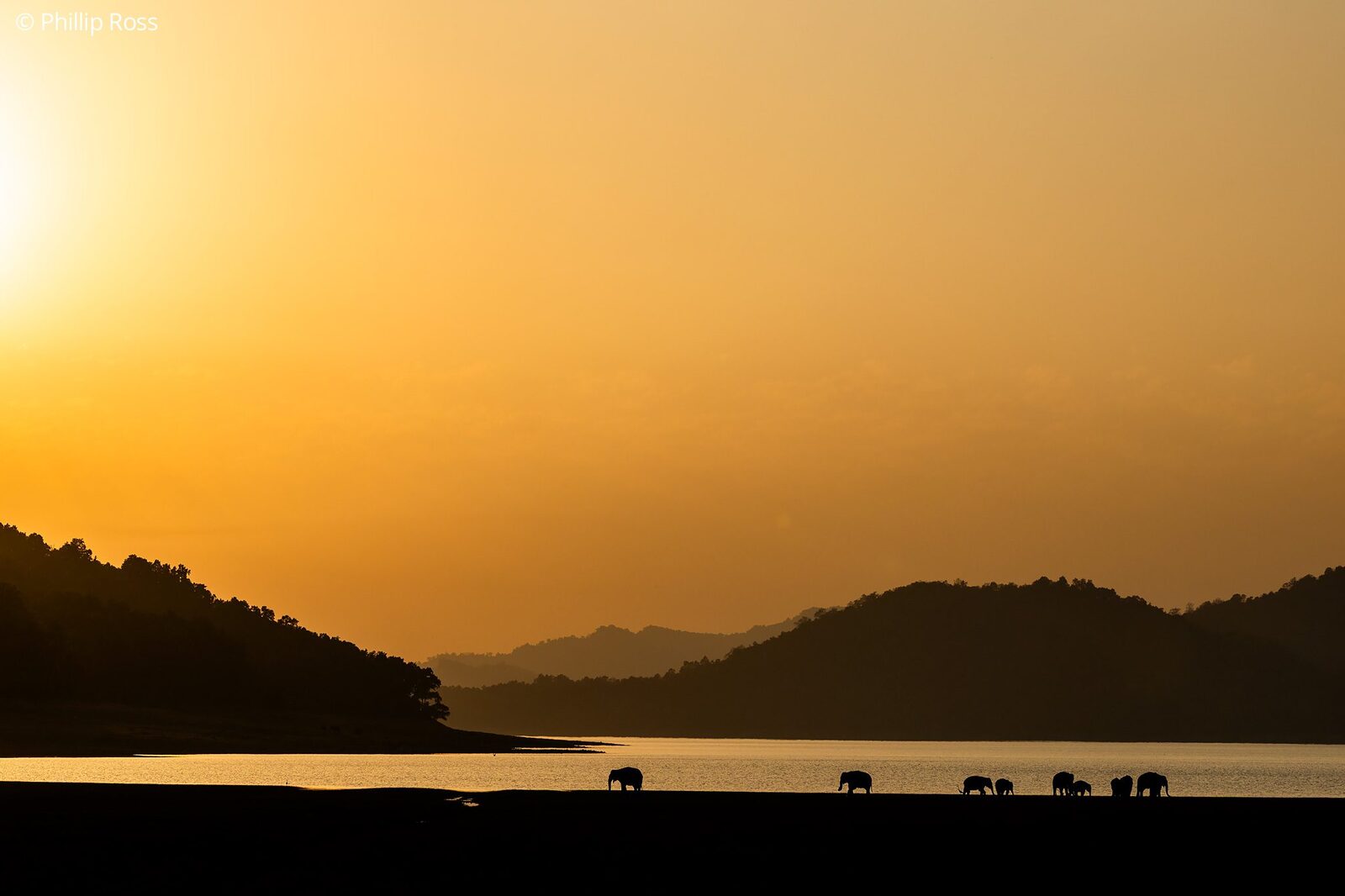 Elephants (Elephas maximus) along the reservoir at sunset