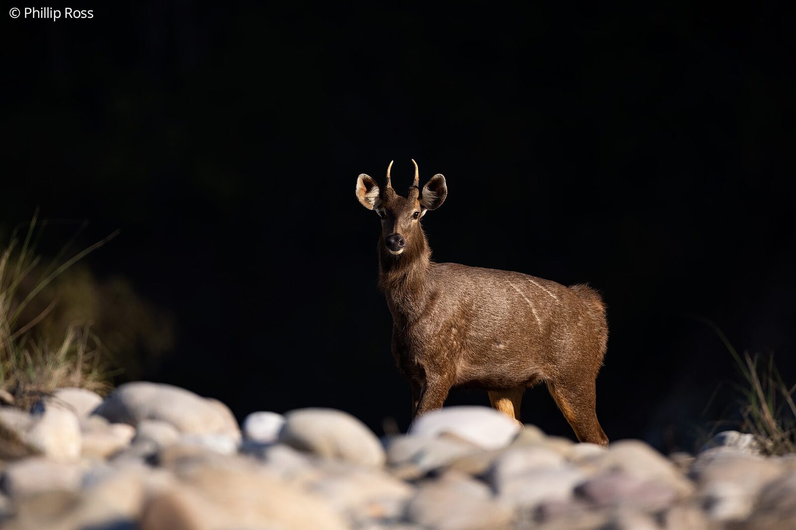 A sambar deer (Rusa unicolor) on the riverbed