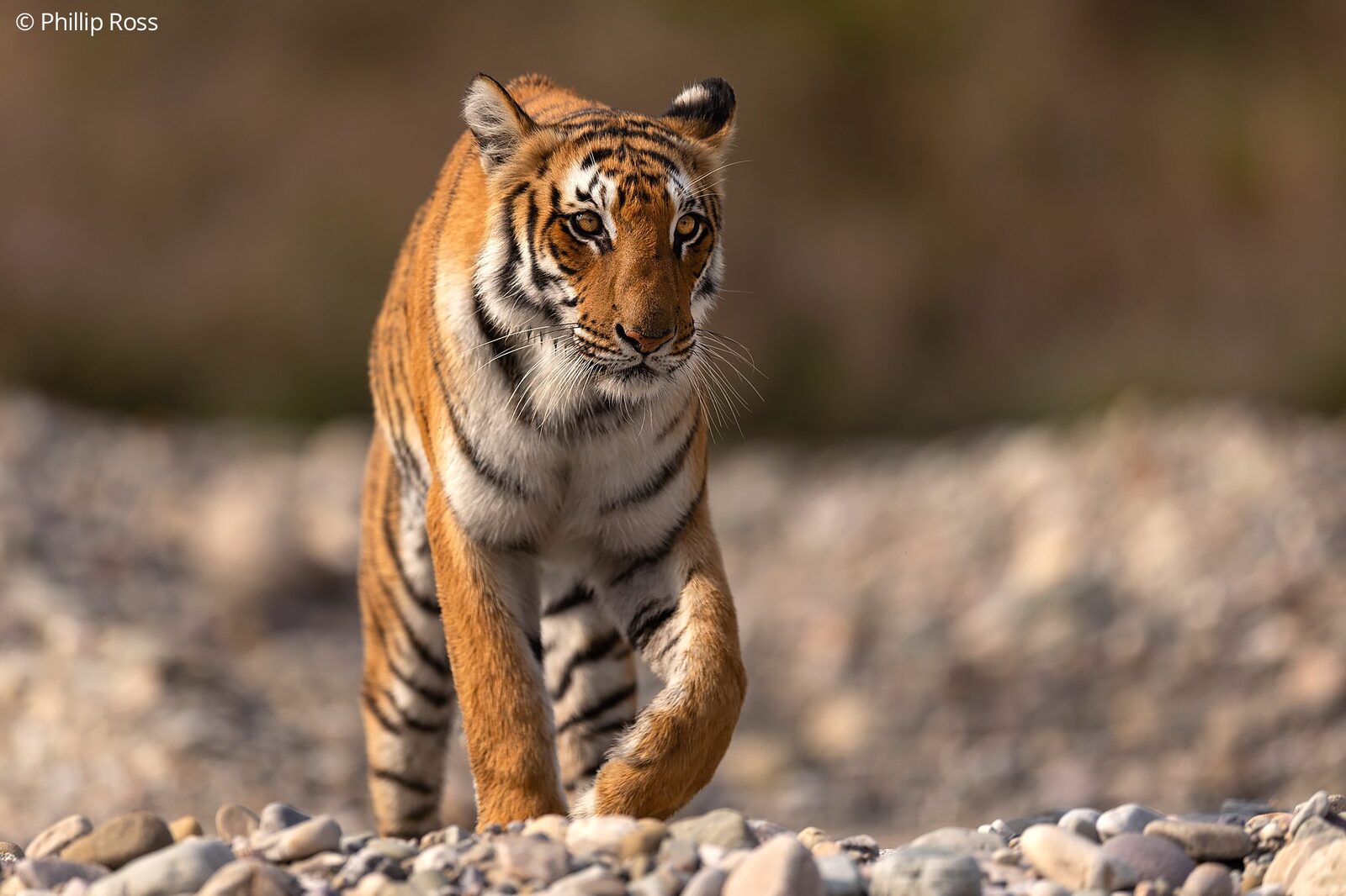 A tiger (Panthera tigris) walking across river pebbles