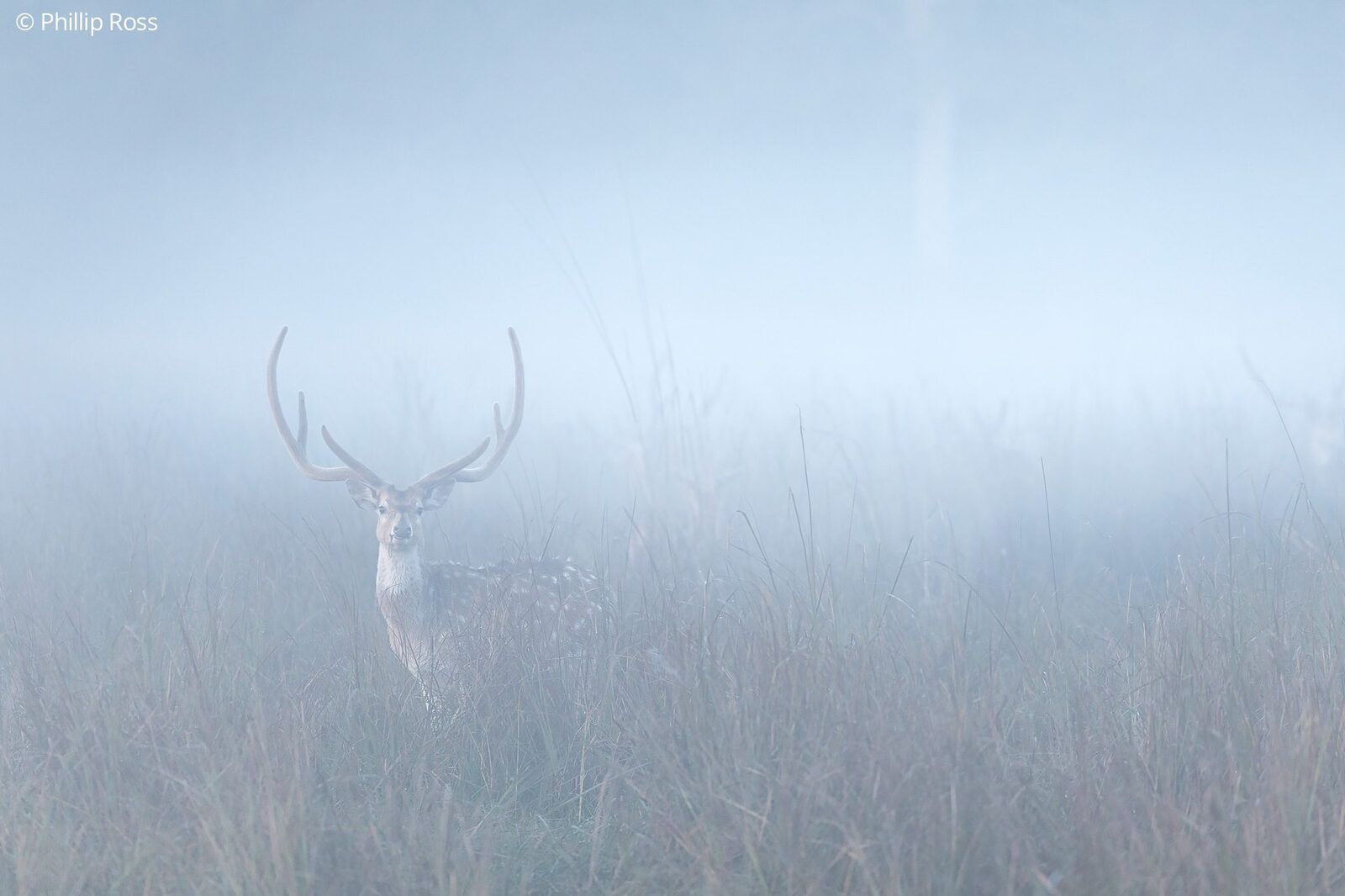 A chital stag (Axis axis) in the morning mist