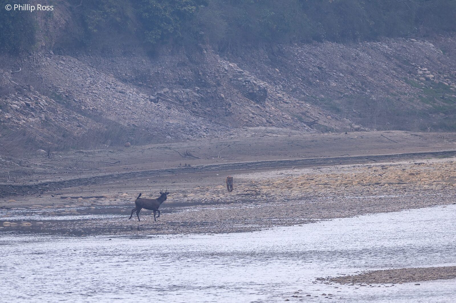 A tiger (Panthera tigris) stalking deer along the riverbank