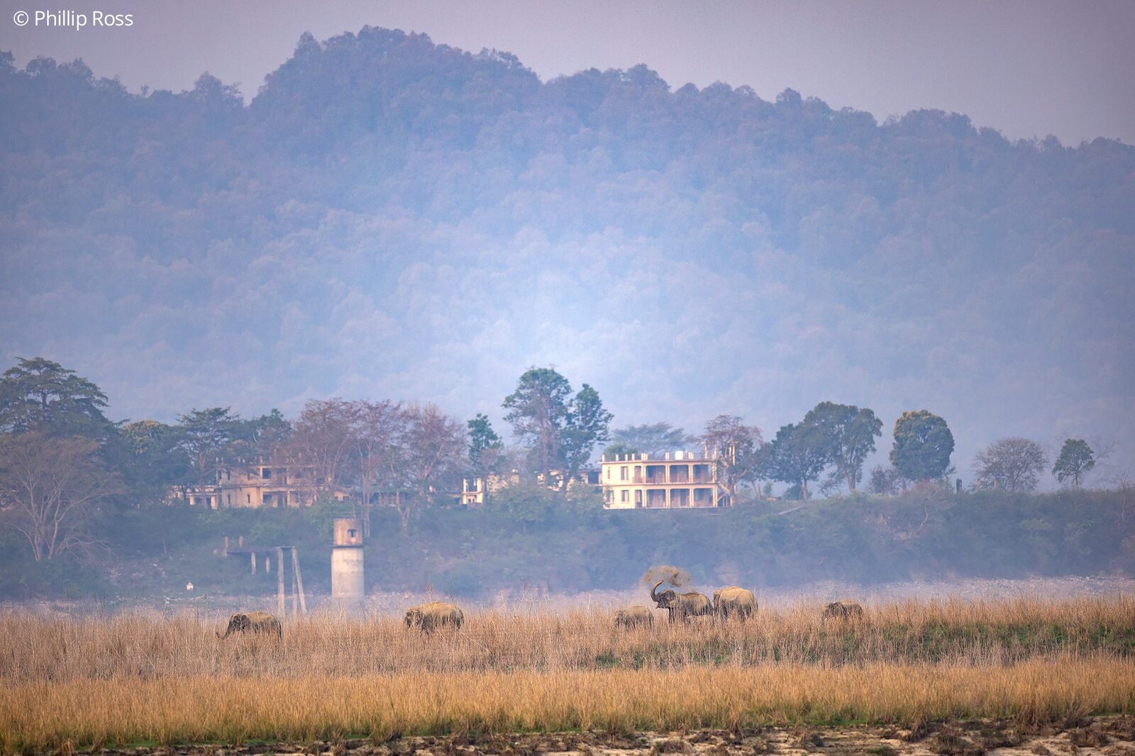 Elephants (Elephas maximus) below the Dhikala Forest Lodge