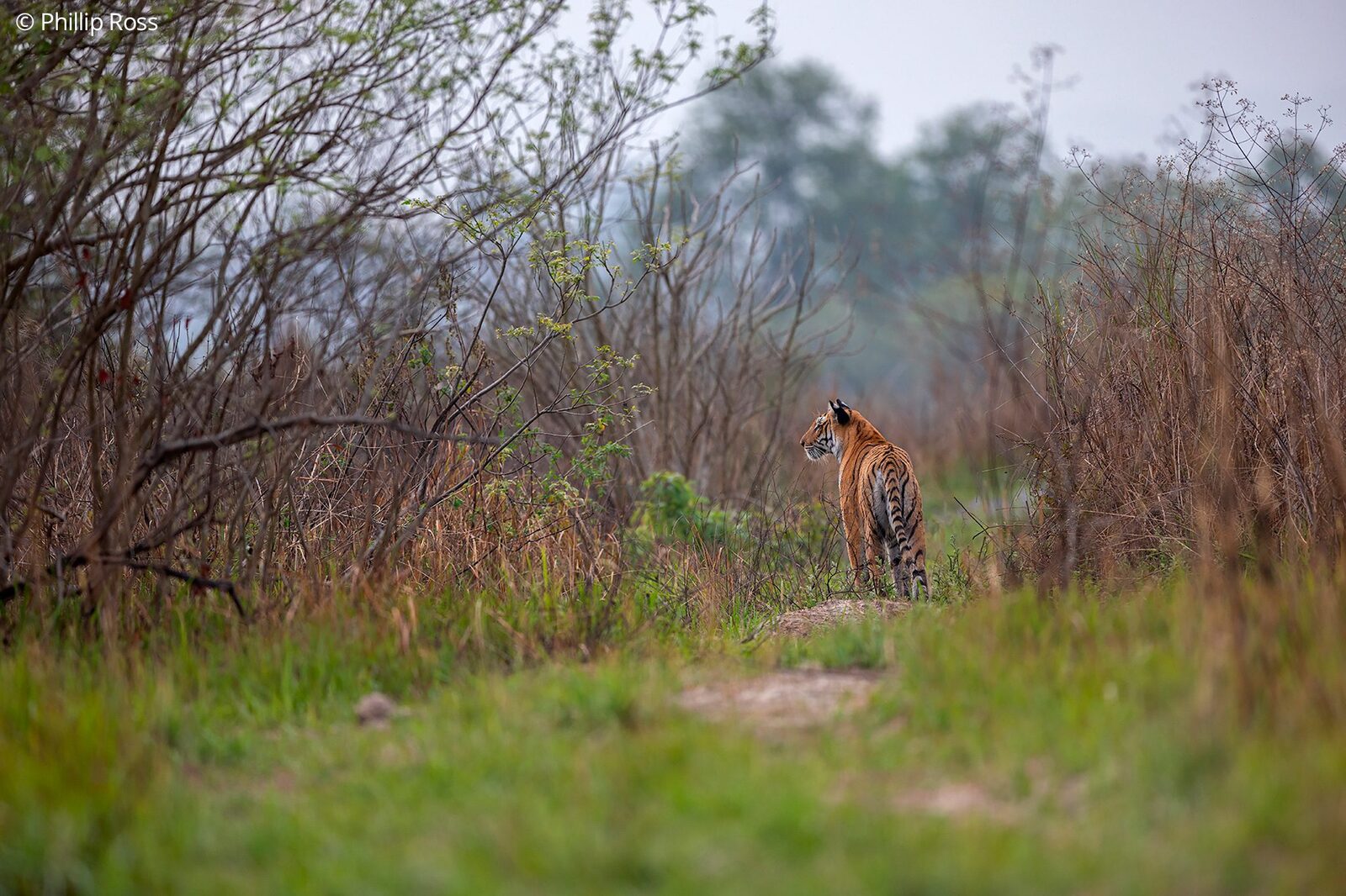 A tiger (Panthera tigris) at the edge of the grassland