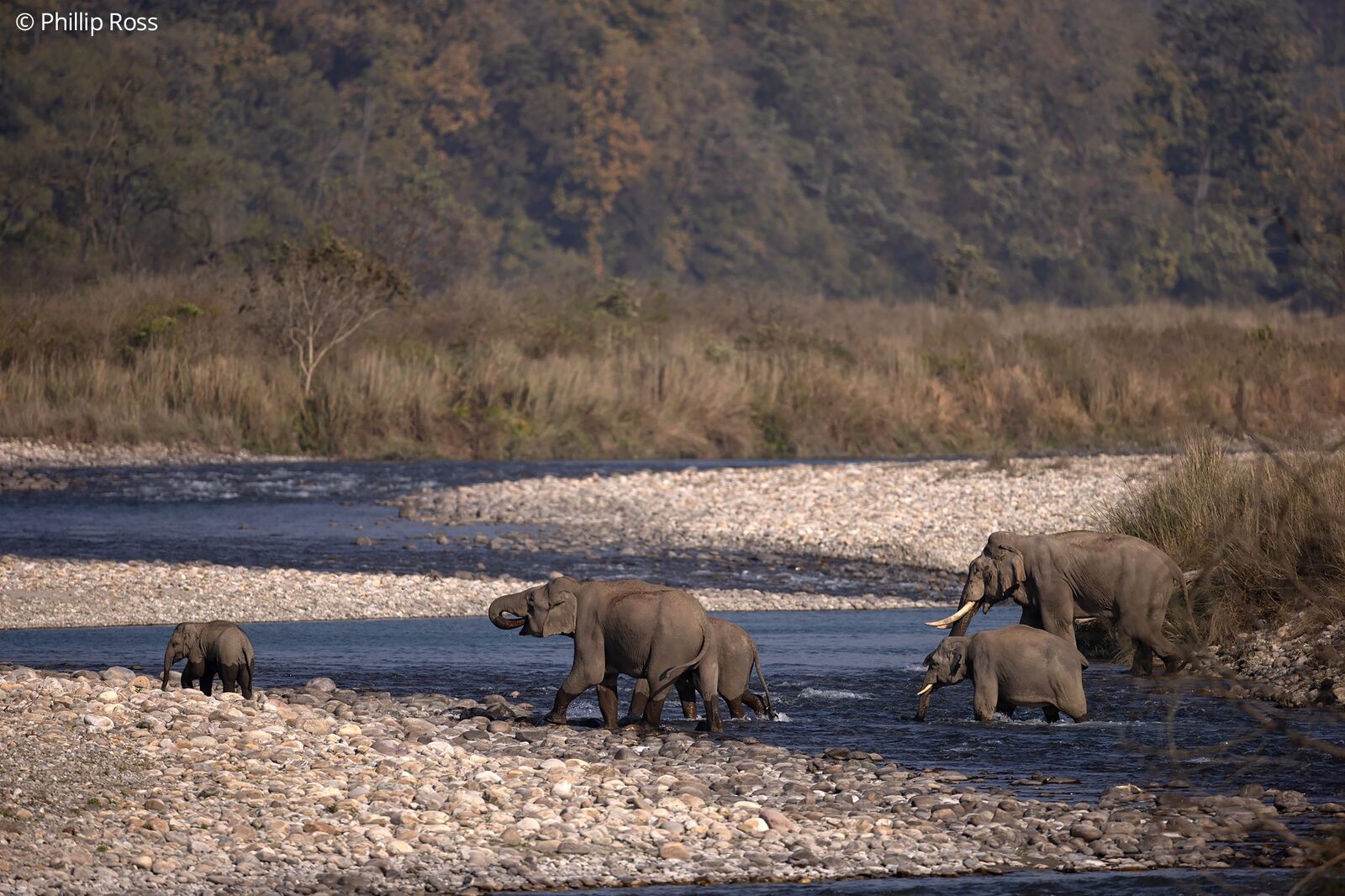 An elephant herd (Elephas maximus) crossing the river