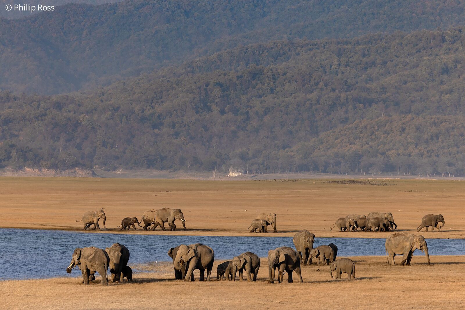 Elephant herds (Elephas maximus) on the reservoir shore
