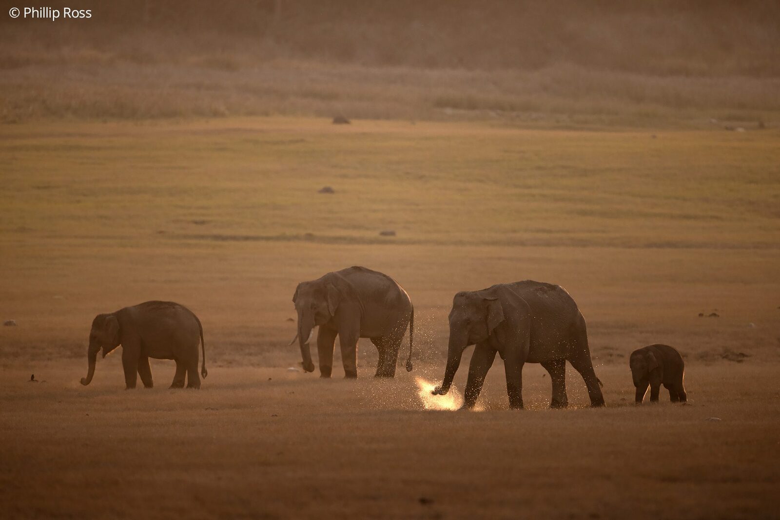 An elephant family (Elephas maximus) on the grassland at dusk