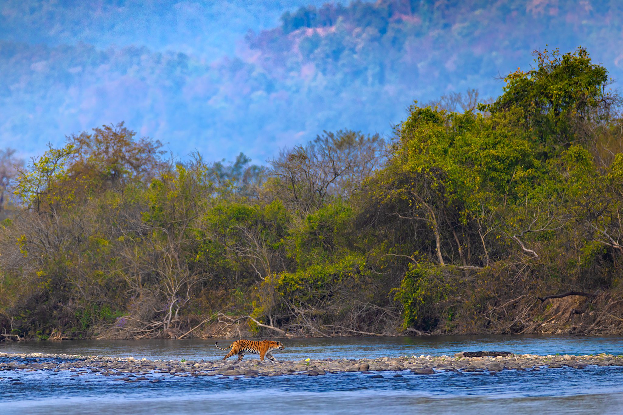 A tiger (Panthera tigris) crossing the Ramganga River below forested hills in Corbett Tiger Reserve