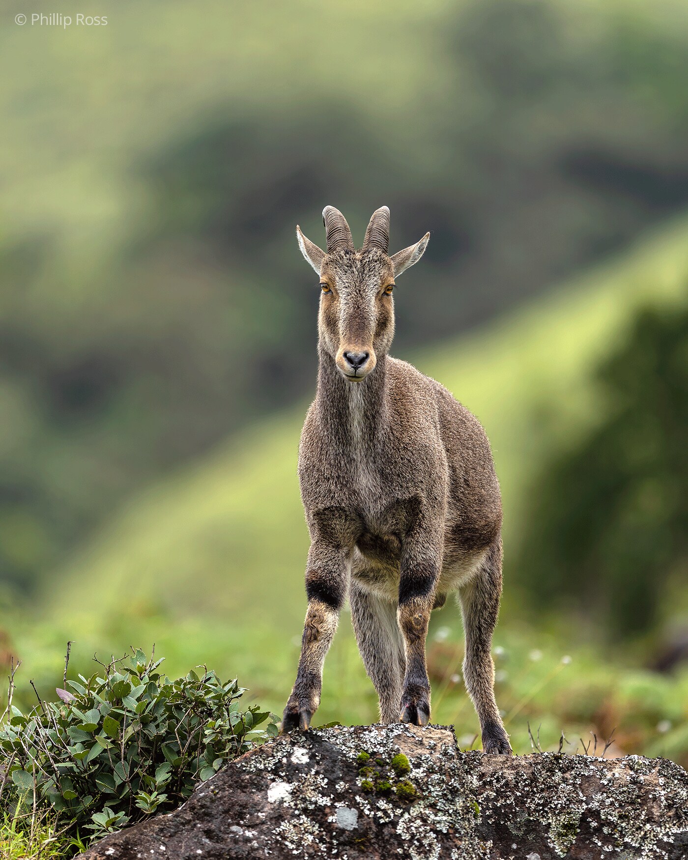 A young Nilgiri tahr (Nilgiritragus hylocrius) keeping watch for predators from a vantage rock in Eravikulam National Park