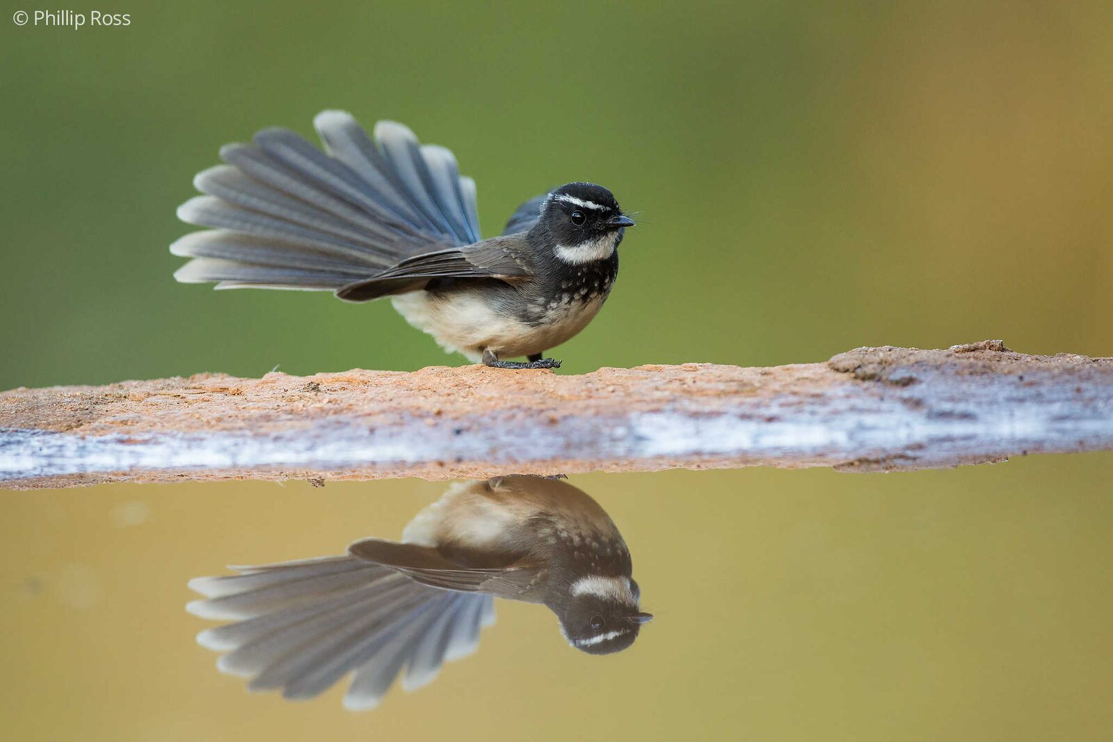 White-spotted Fantail (Rhipidura albogularis) on our Bird Photography Workshop in Bangalore
