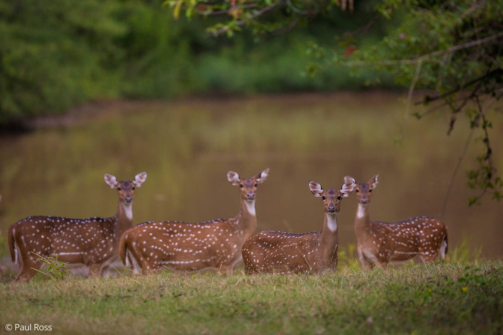 Four spotted deer (Axis axis) standing together at the edge of the water at The Outback Farm and Homestay