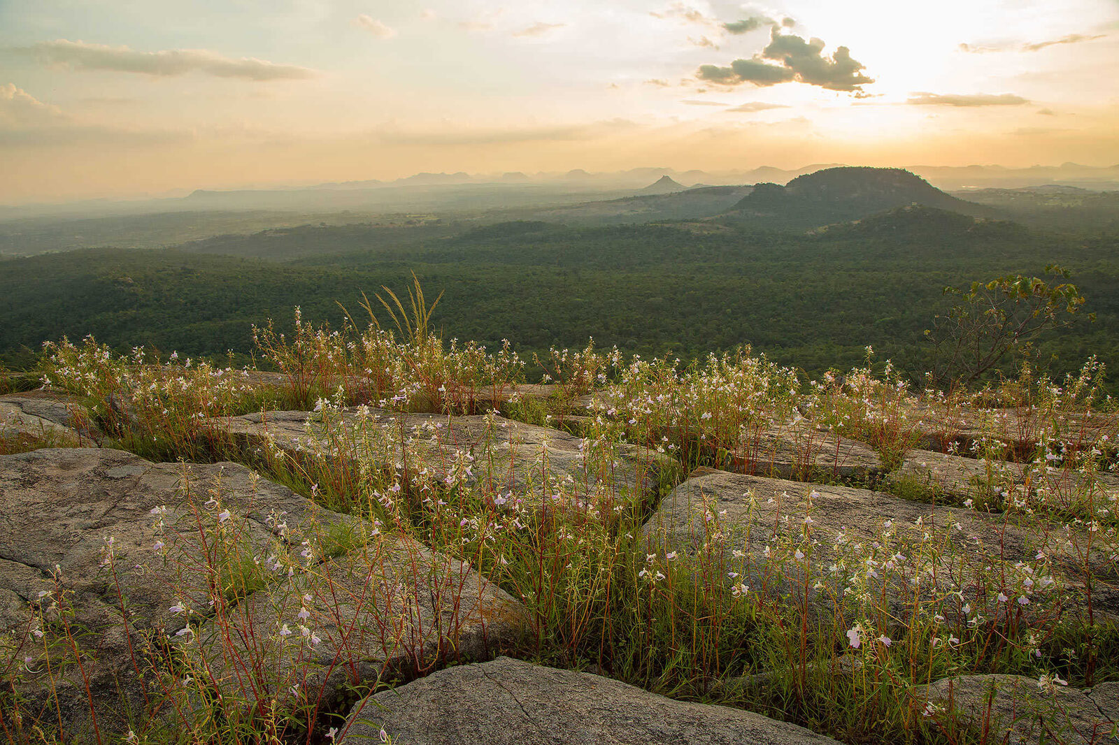 Evening light over the forested hills of Bannerghatta, seen across flowering rocks