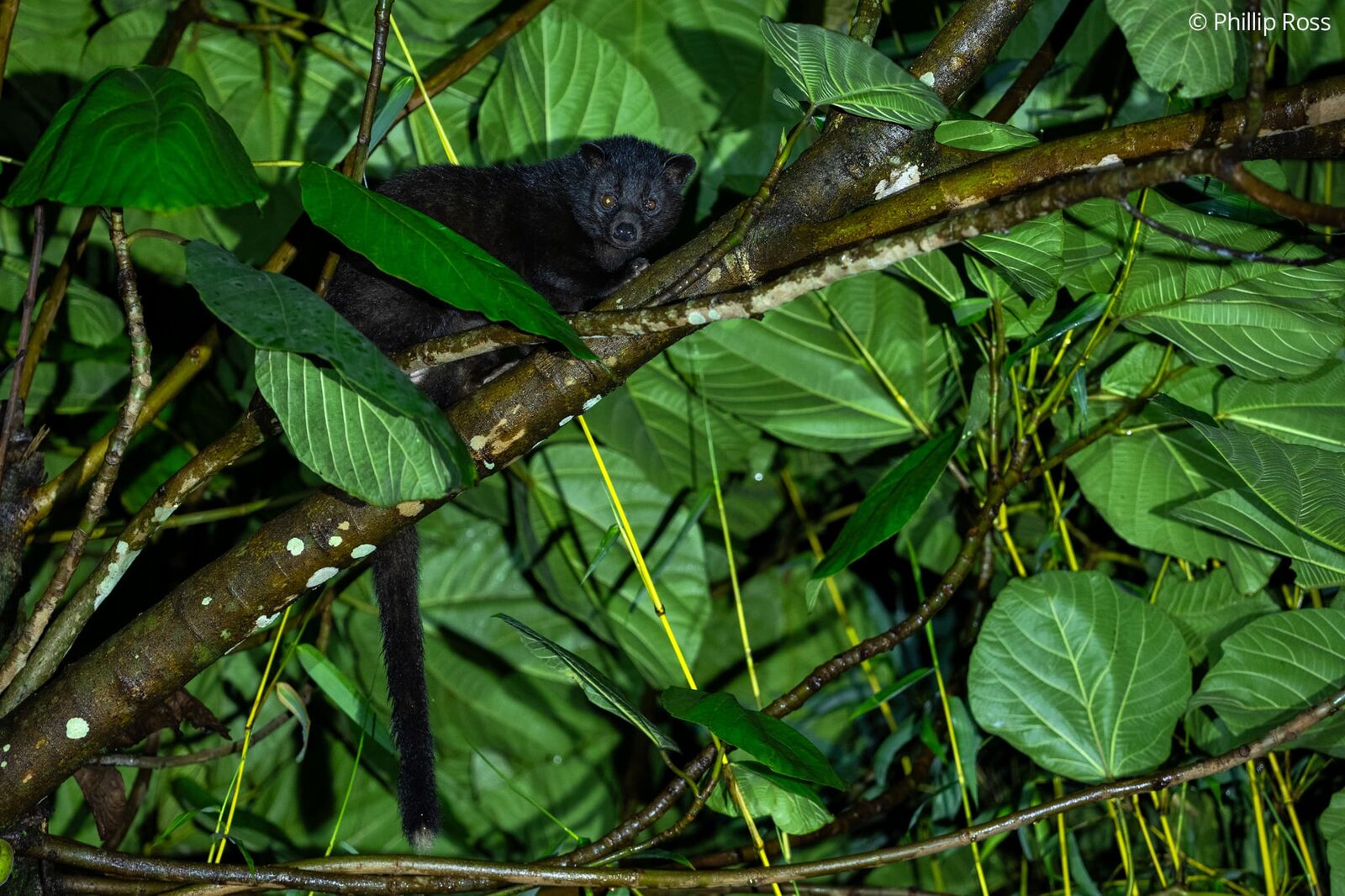 A brown palm civet (Paradoxurus jerdoni) in the foliage