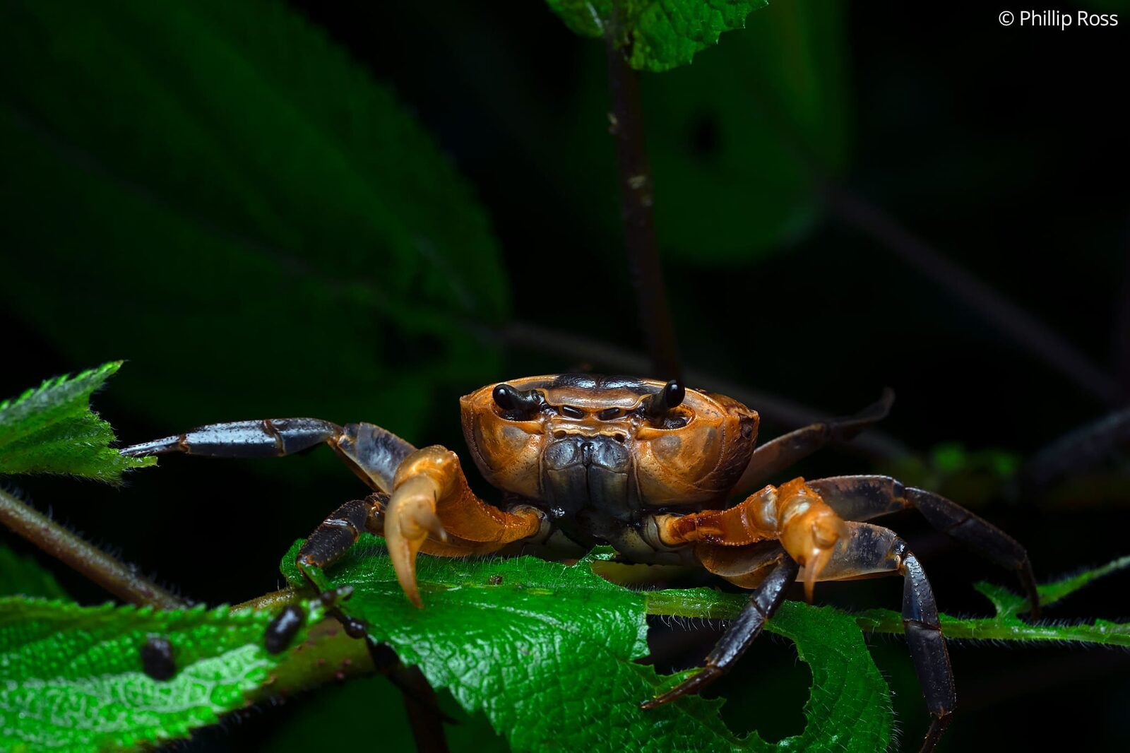 A crab on a leaf at night