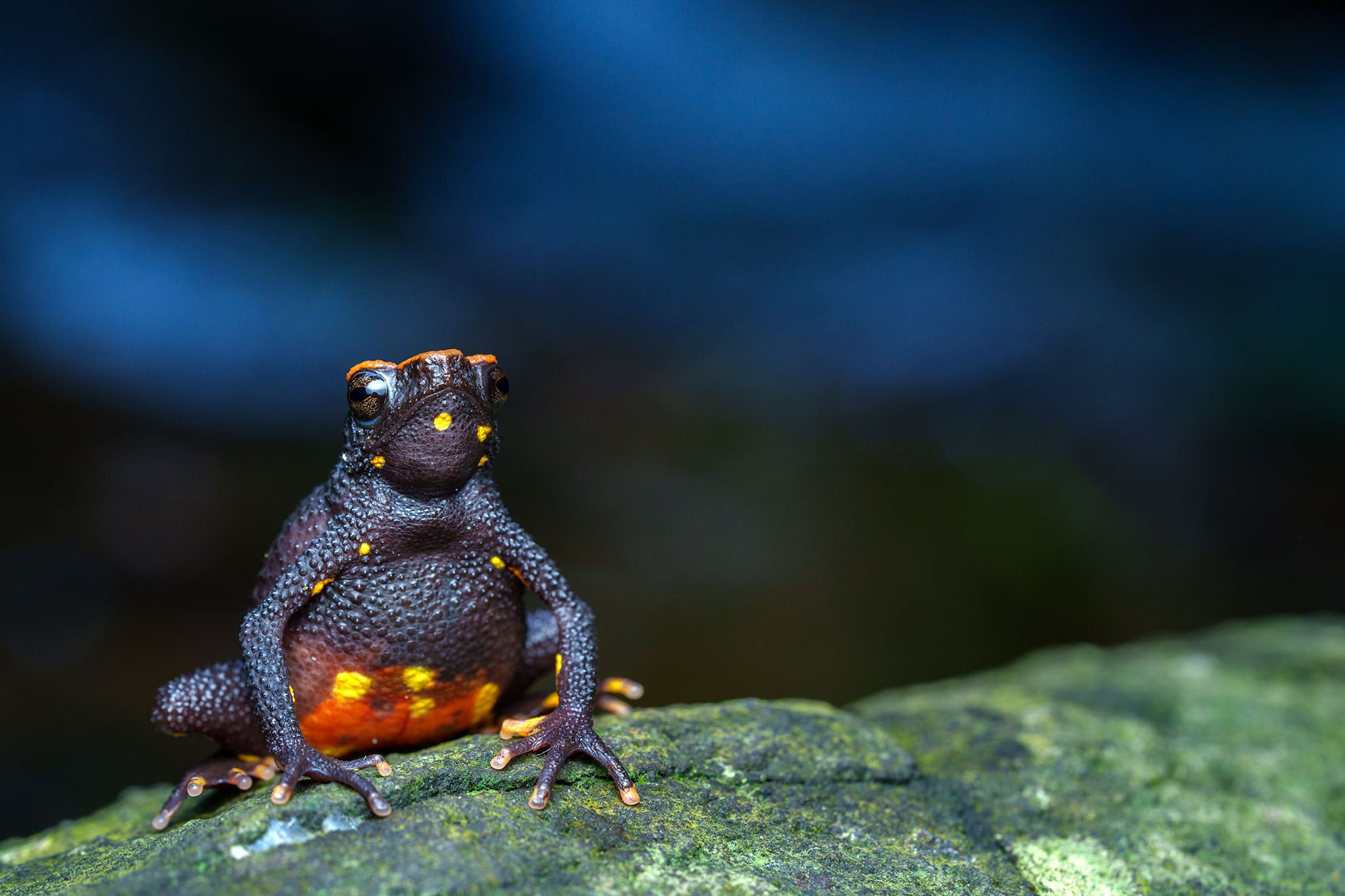 A Malabar torrent toad on a mossy rock at Fringe Ford, Wayanad