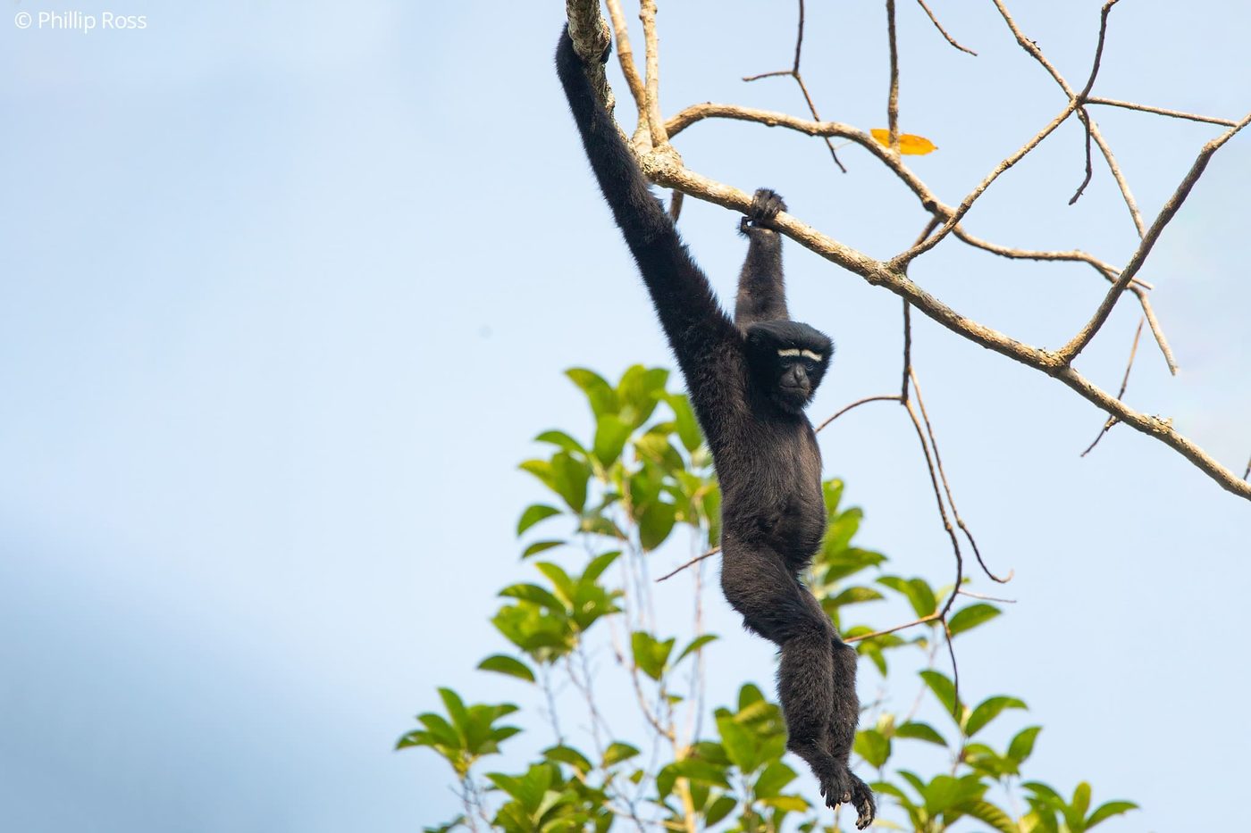 A western hoolock gibbon (Hoolock hoolock) in Hollongapar Gibbon Sanctuary