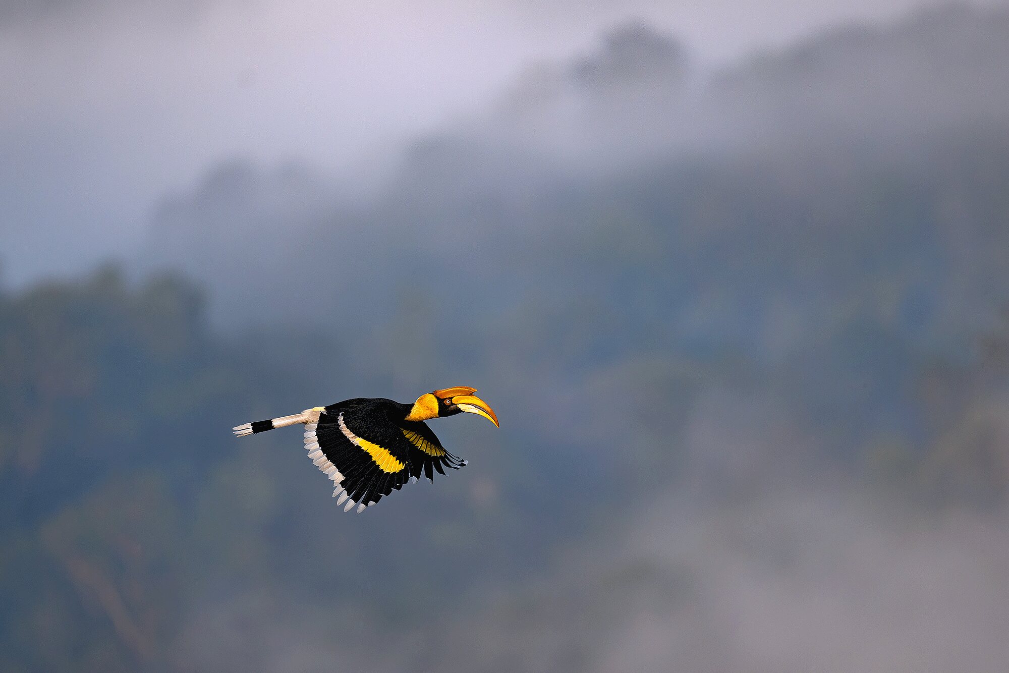A Great Hornbill (Buceros bicornis) in flight against misty forested hills