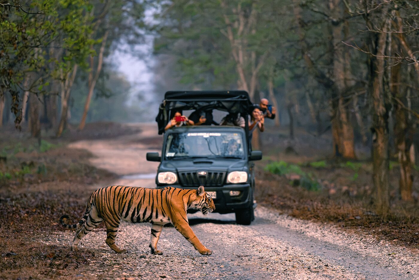 A tiger crossing a forest track in front of a safari jeep, its passengers photographing it